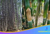 4 Jenis Bambu Terbaik untuk Pembuatan Calung Banyumasan